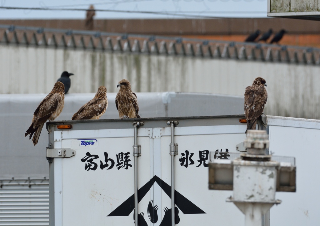 氷見漁港の鳶達