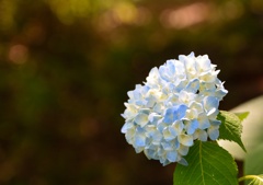 色づき始めた紫陽花