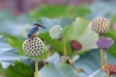 色とりどりの花托の中で。