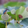 色とりどりの花托の中で。