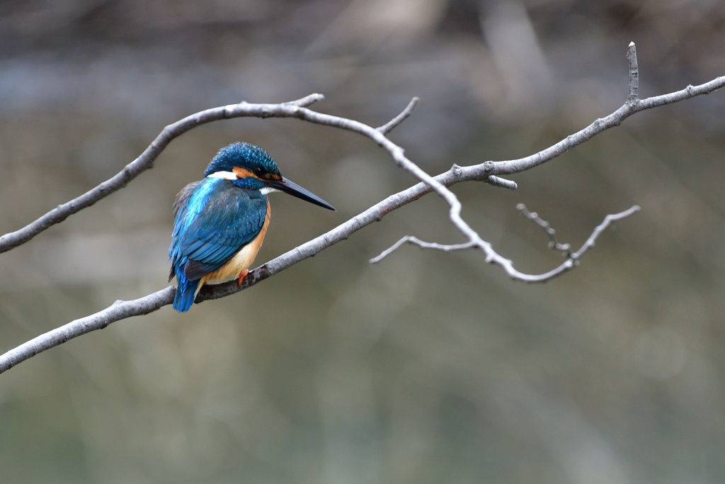 狙いを定める。