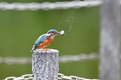 私、失敗しないので。