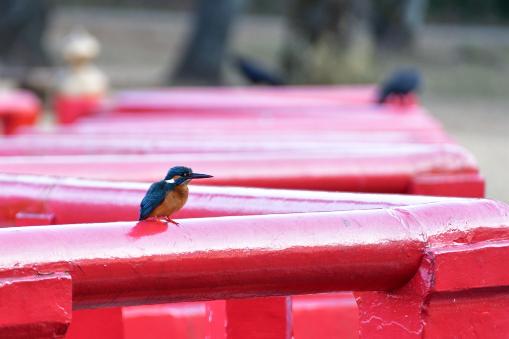 赤い欄干の上で。
