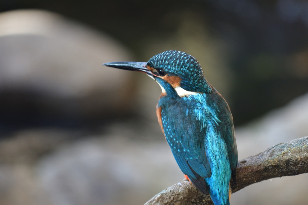 動物園のカワセミ２