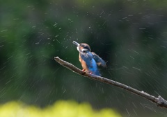 水飛ばし中。