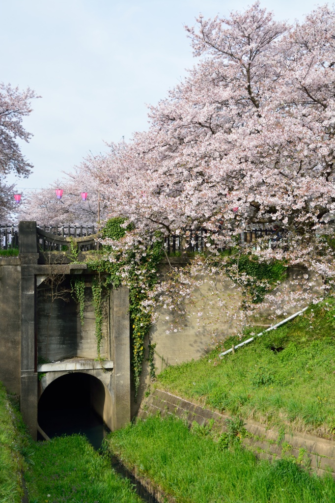 権現堂の桜