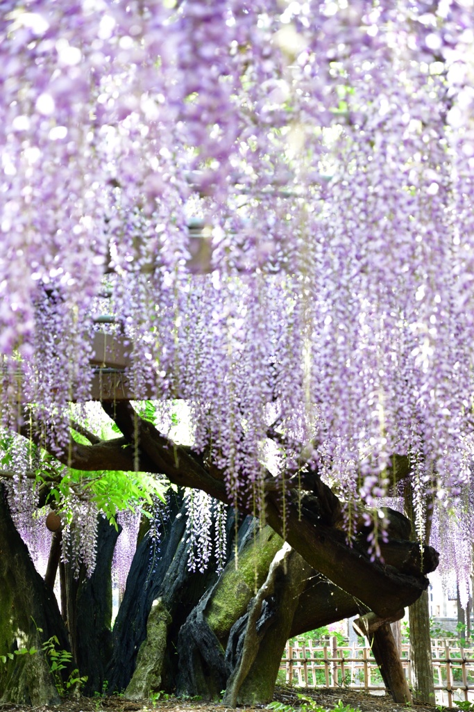 玉敷神社の藤１