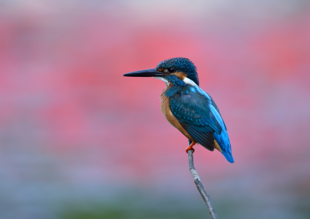 今日のカワセミ