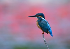 今日のカワセミ