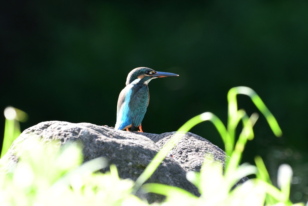 朝日を浴びて。