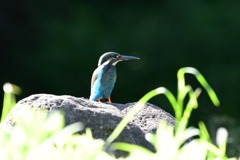 朝日を浴びて。