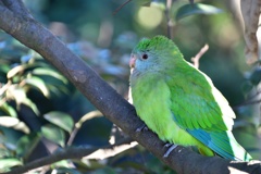 ミカヅキインコ♀