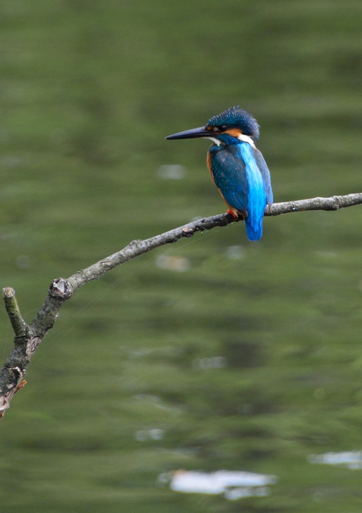 久しぶりのカワセミ