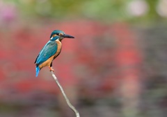 今日のカワセミ