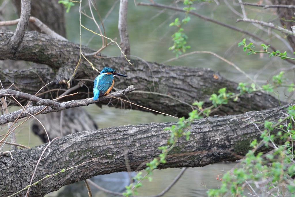 近所の沼のカワセミ２
