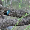 近所の沼のカワセミ２