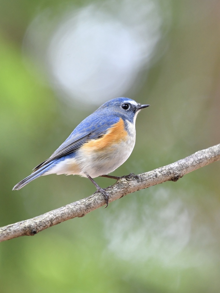 ルリビタキ５１