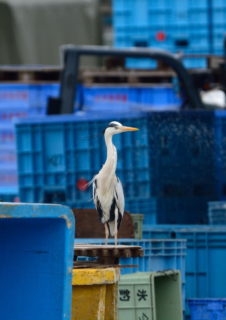氷見漁港のアオサギ