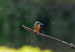 水飛ばし後。