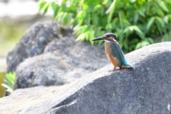 カワセミの幼鳥２