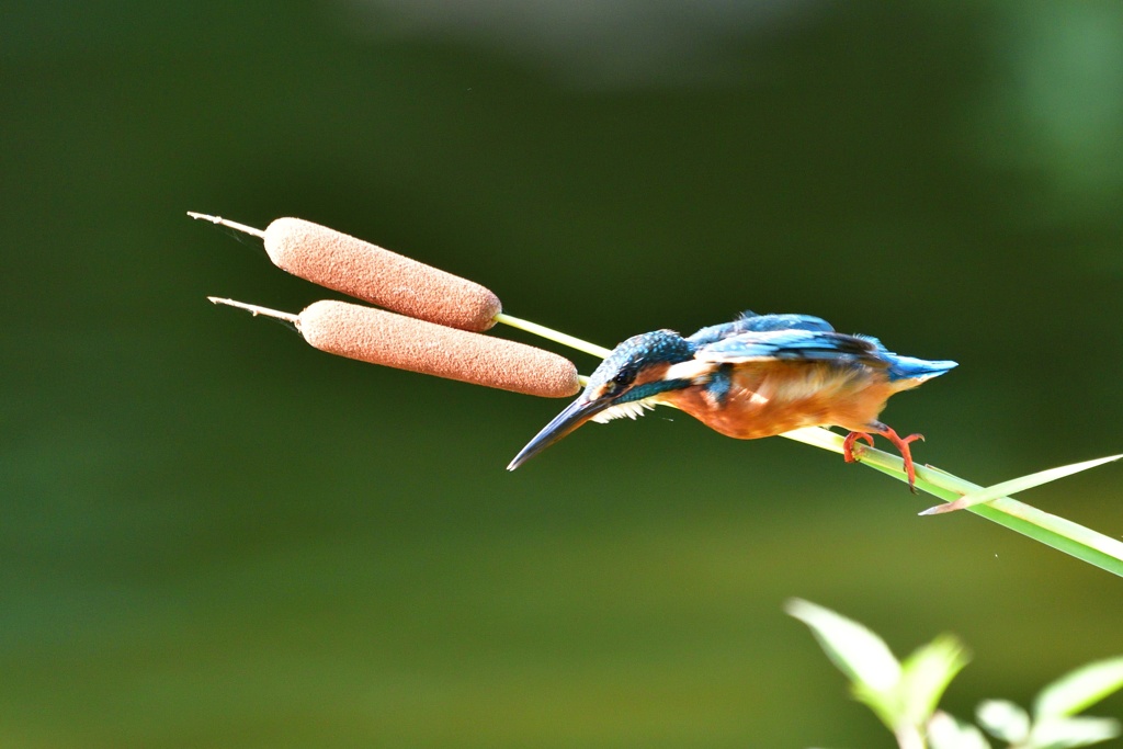 カワセミいきまーす‼︎