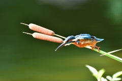 カワセミいきまーす‼︎