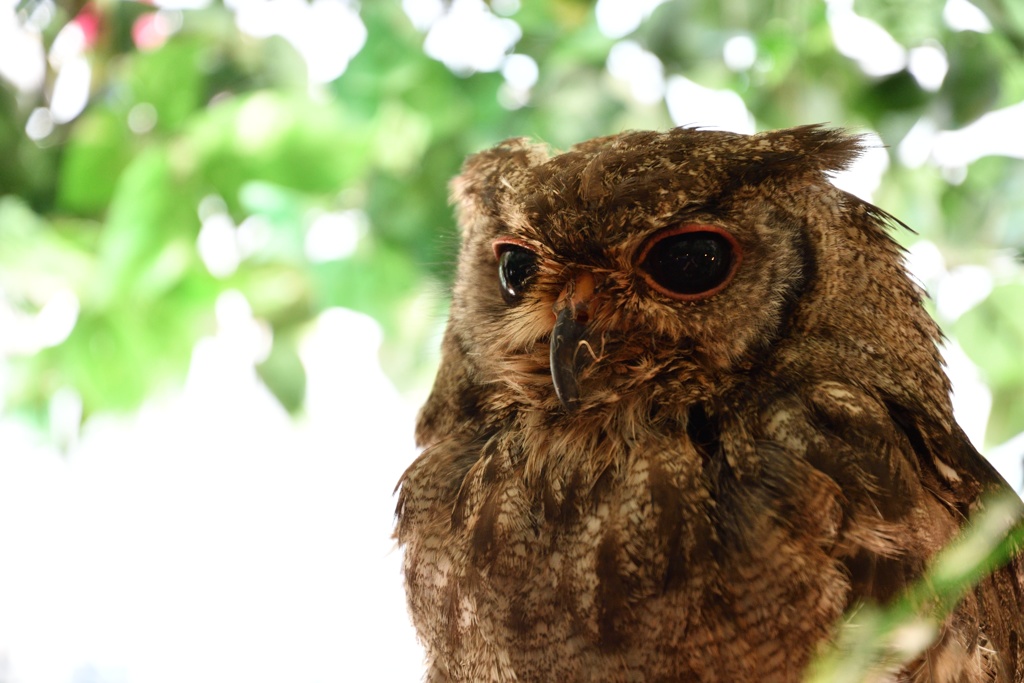 フクロウカフェにて１