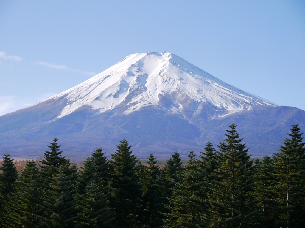 針葉樹林と富士山