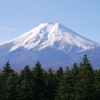 針葉樹林と富士山