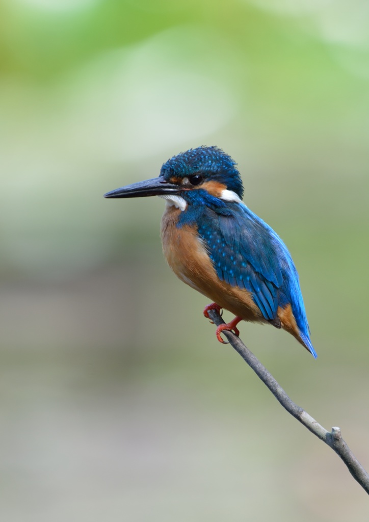 すましているカワセミ。
