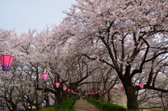 権現堂の桜