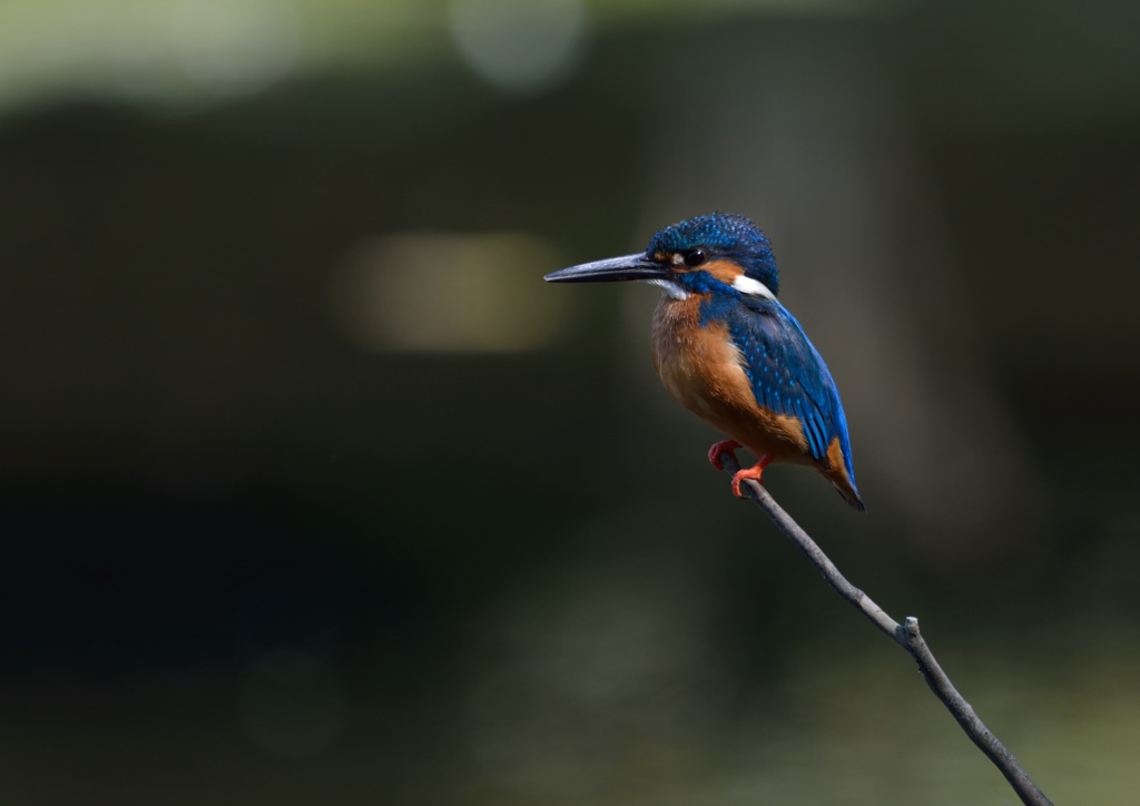 今日のカワセミ