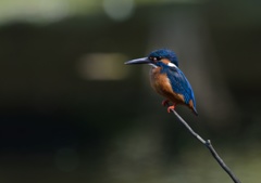 今日のカワセミ