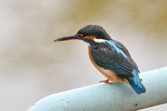 パイプの上で。２