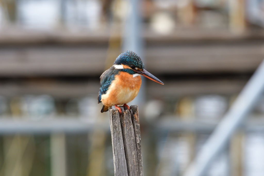 近所の沼のカワセミ２