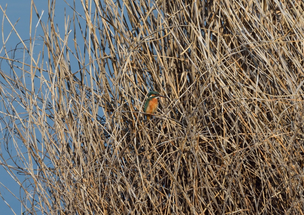 中州のカワセミ