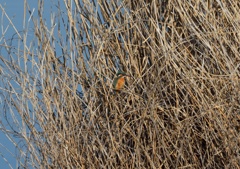 中州のカワセミ