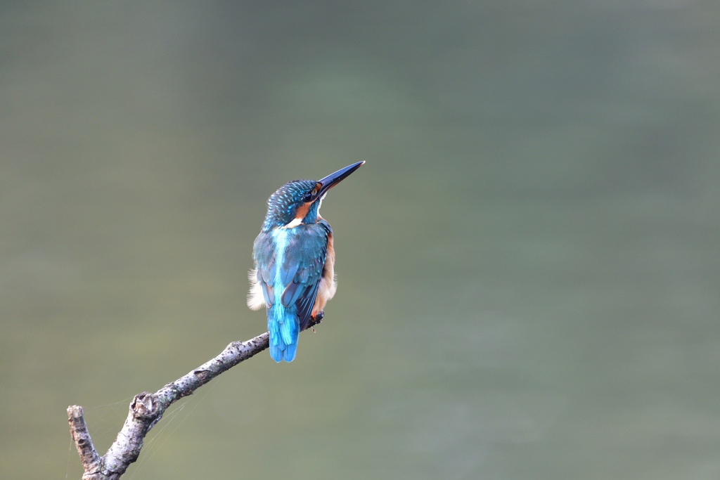 明日に向かって。
