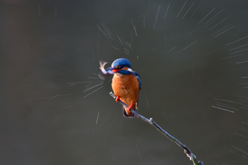 スプラッシュ！