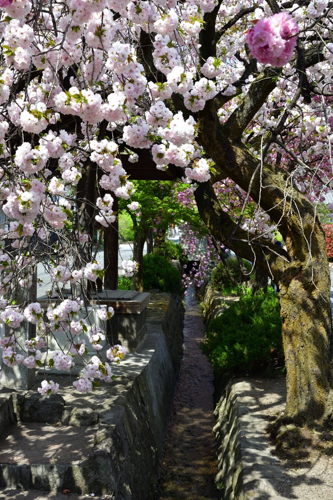 白井宿の八重桜２