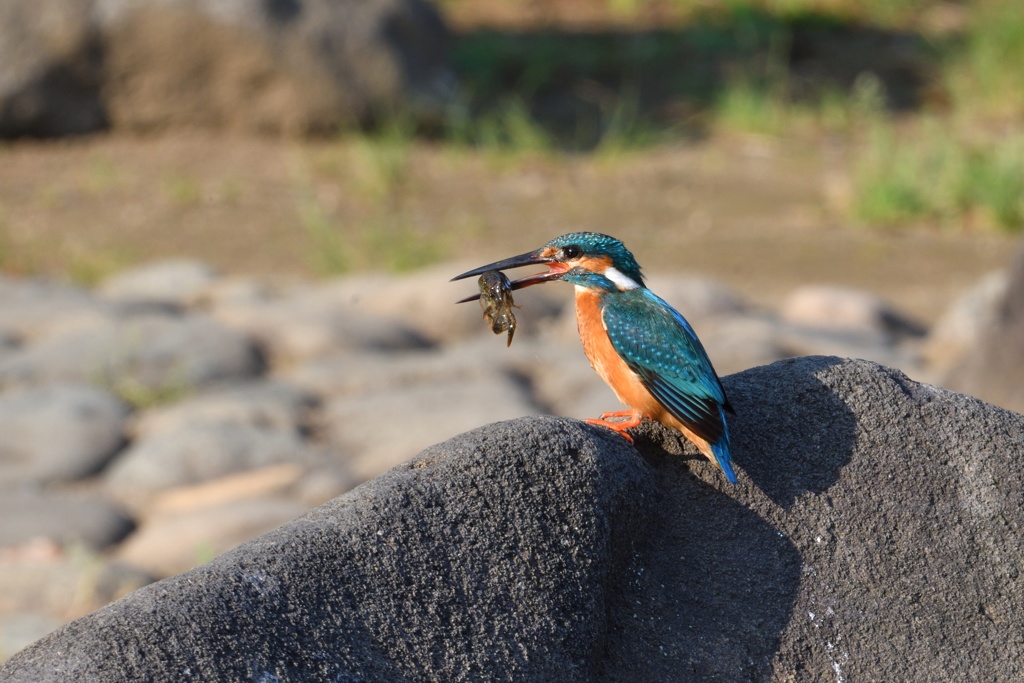 ザリガニゲット！
