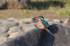 ザリガニゲット！