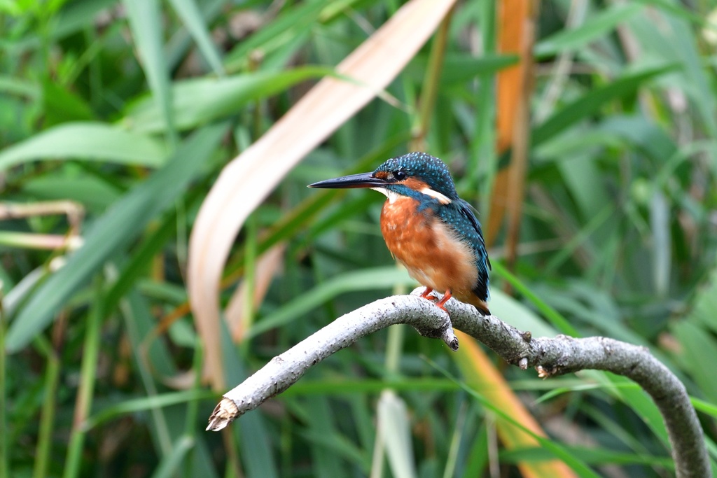 いい曲がり具合の枝で。