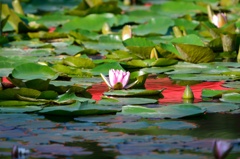 蓮の花