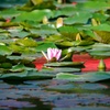 蓮の花