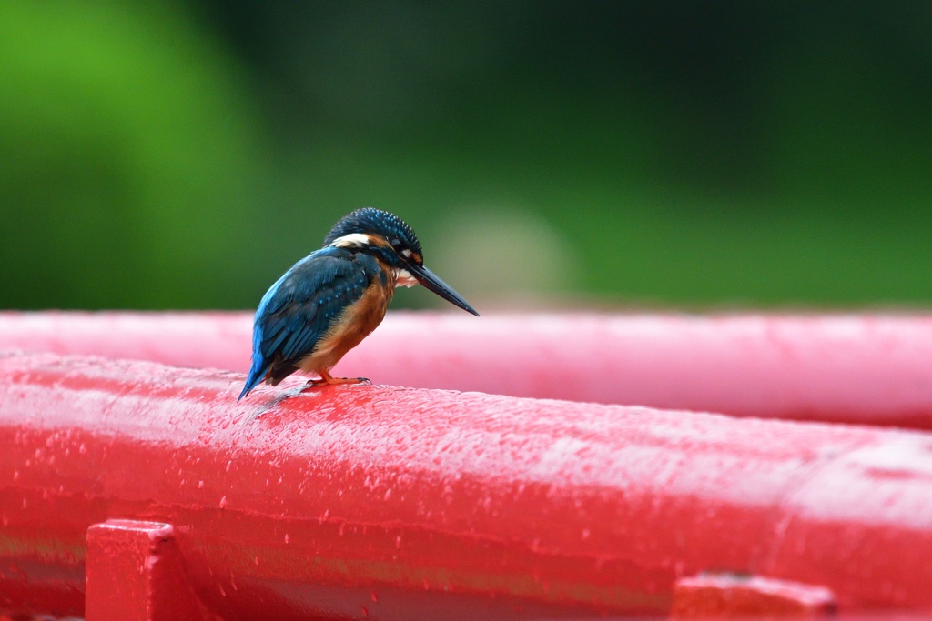この高さから飛び込めるかな？