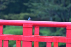 雨上がりの欄干で。