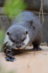 今日は「世界カワウソの日」でした。１