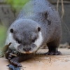 今日は「世界カワウソの日」でした。１
