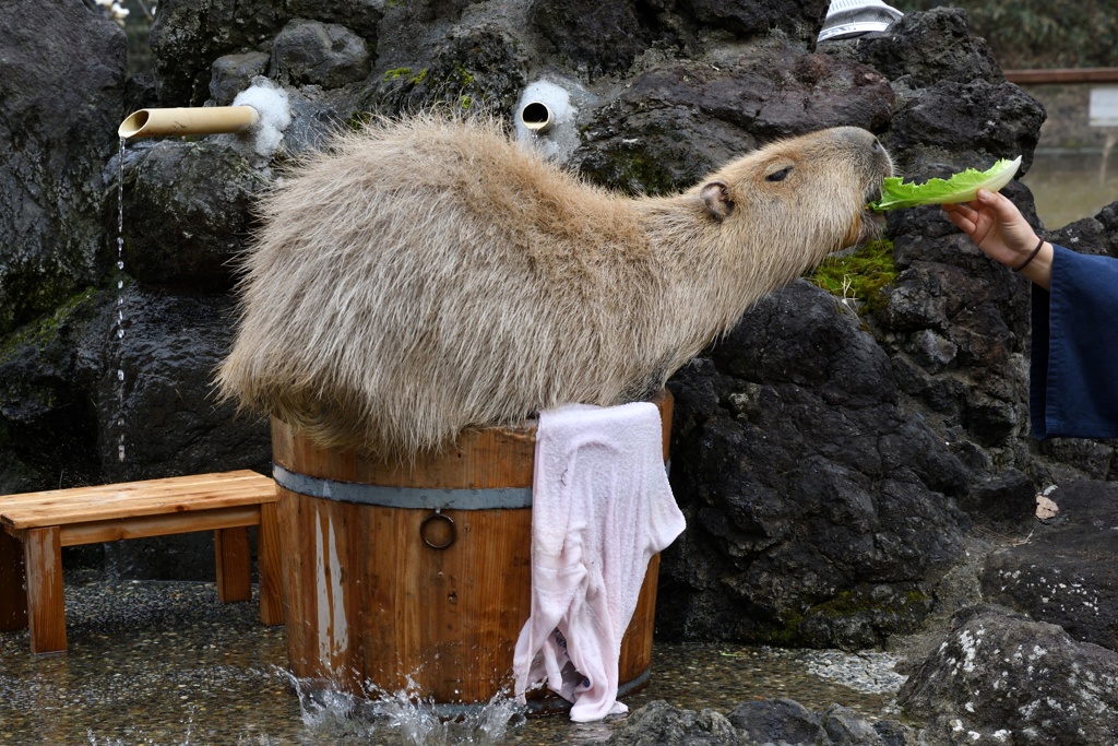 カピバラ温泉２